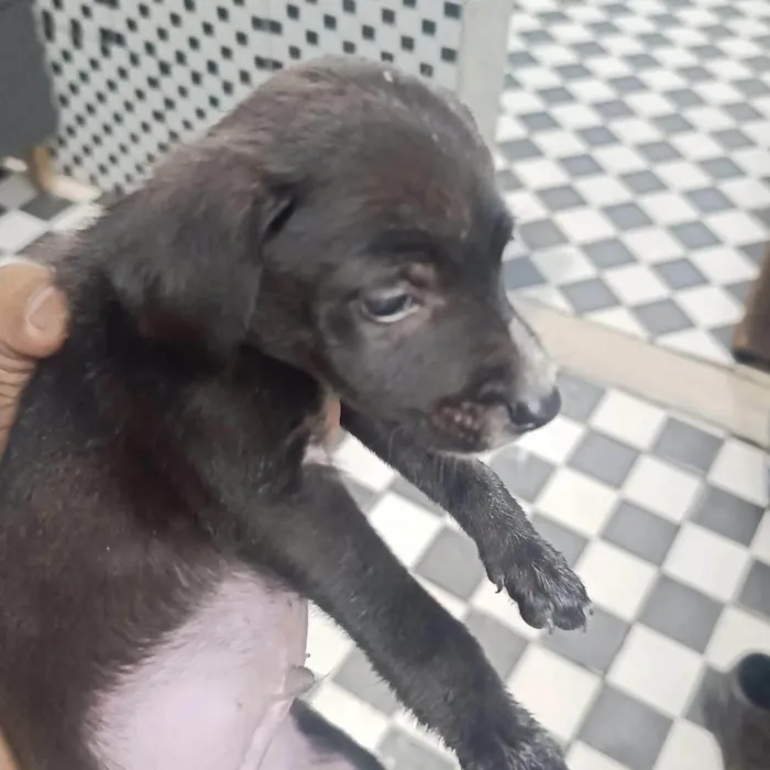 Cachorro ra a SRD-ViraLata idade Abaixo de 2 meses nome Nina, Princesa, Aurora, Tor, Bradoque e Caramelo