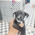 Nina, Princesa, Aurora, Tor, Bradoque e Caramelo