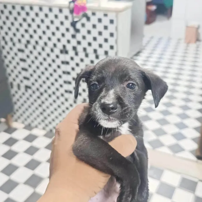 Cachorro ra a SRD-ViraLata idade Abaixo de 2 meses nome Nina, Princesa, Aurora, Tor, Bradoque e Caramelo
