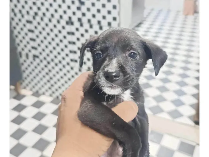 Cachorro ra a SRD-ViraLata idade Abaixo de 2 meses nome Nina, Princesa, Aurora, Tor, Bradoque e Caramelo