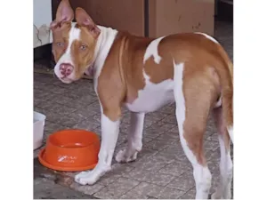 Cachorro raça Pit-Bull idade 3 anos nome ZEUS