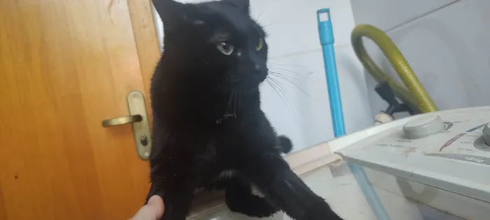 Gato ra a SRD-ViraLata idade 1 ano nome Maio