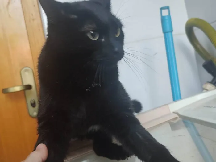 Gato ra a SRD-ViraLata idade 1 ano nome Maio