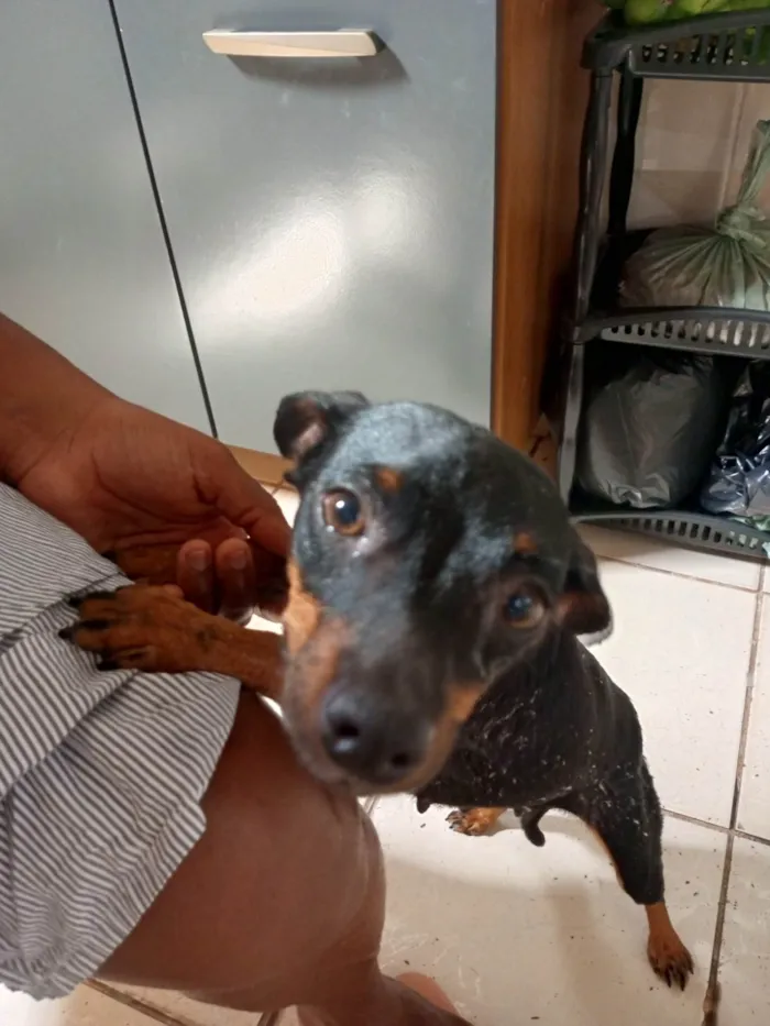 Cachorro ra a Pinscher idade 3 anos nome Vitória e deolane