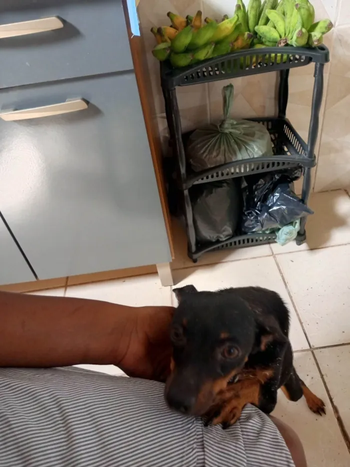 Cachorro ra a Pinscher idade 3 anos nome Vitória e deolane