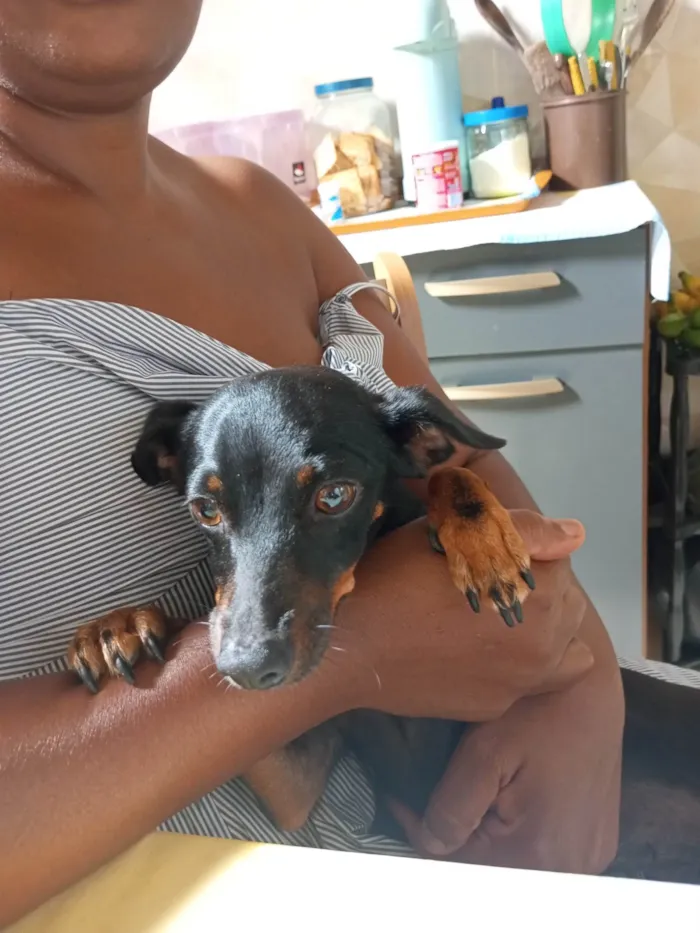 Cachorro ra a Pinscher idade 3 anos nome Vitória e deolane