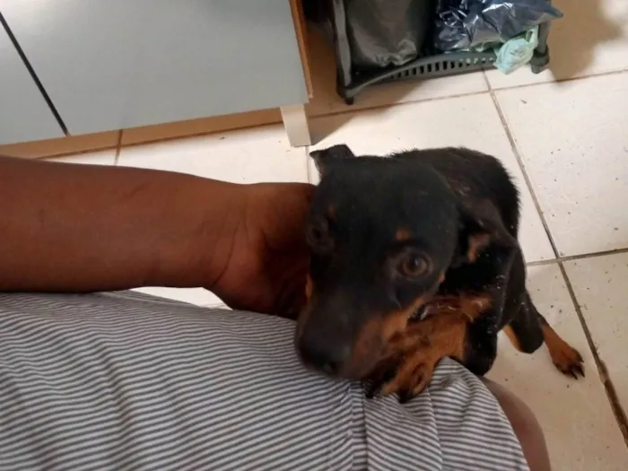 Cachorro ra a Pinscher idade 3 anos nome Vitória e deolane