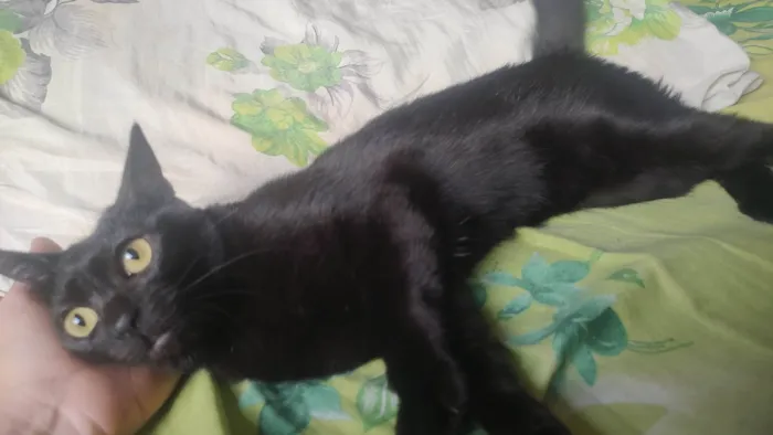 Gato ra a SRD-ViraLata idade 1 ano nome Mira