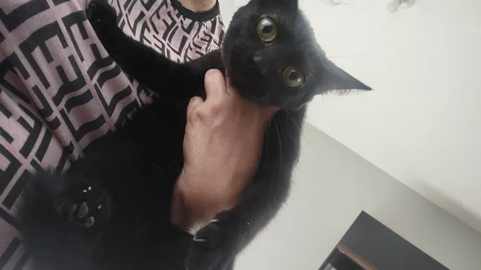 Gato ra a SRD-ViraLata idade 1 ano nome Mira