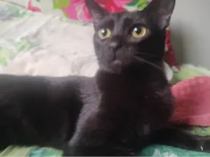 Gato raça SRD-ViraLata idade 1 ano nome Mira