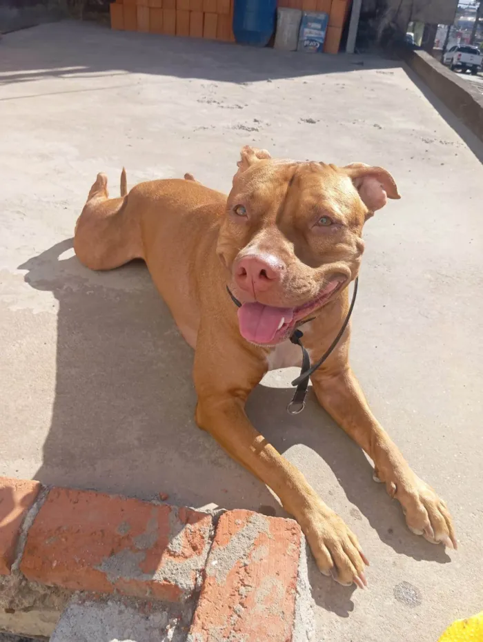 Cachorro ra a Pit-Bull idade 3 anos nome PÉROLA