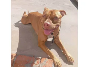 Cachorro raça Pit-Bull idade 3 anos nome PÉROLA