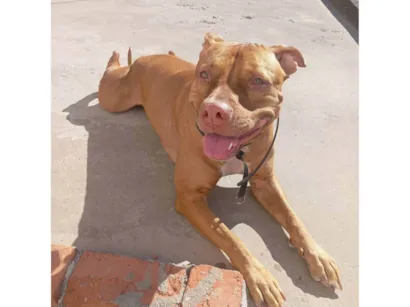 Cachorro raça Pit-Bull idade 3 anos nome PÉROLA
