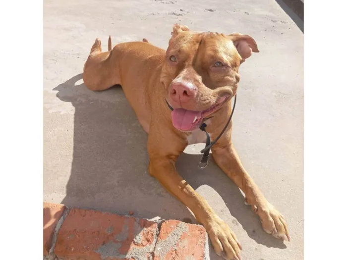 Cachorro ra a Pit-Bull idade 3 anos nome PÉROLA
