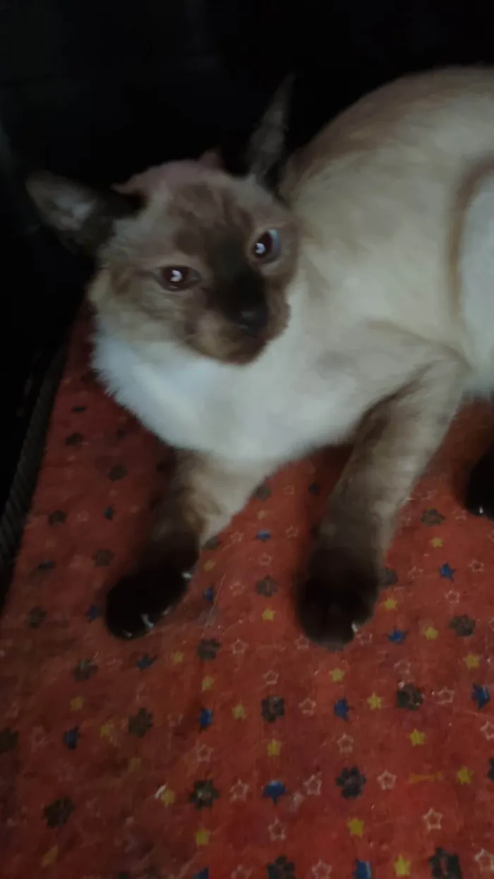 Gato ra a Siamês idade 1 ano nome Prejuno