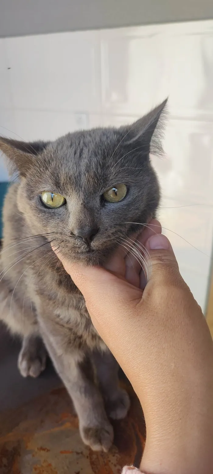Gato ra a SRD-ViraLata idade 1 ano nome Sturty