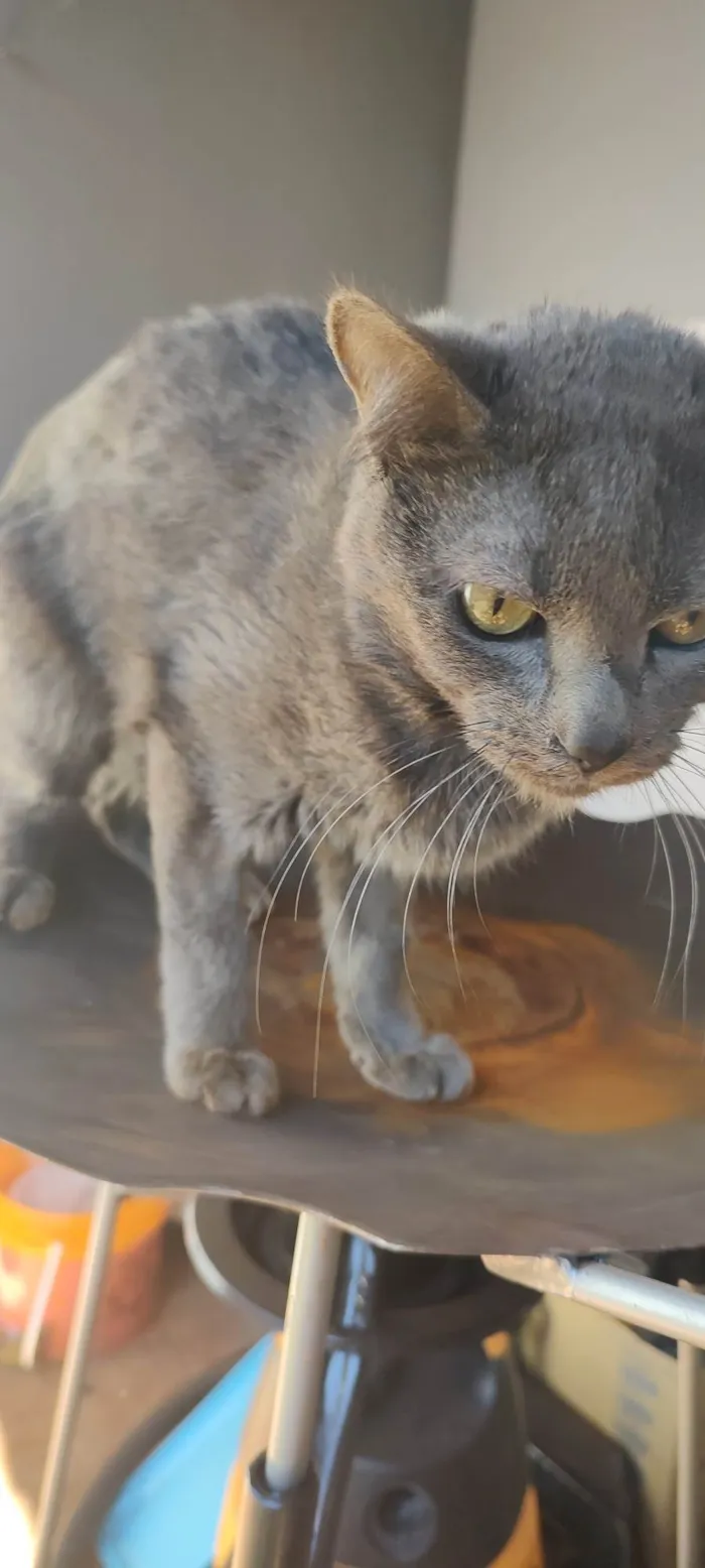 Gato ra a SRD-ViraLata idade 1 ano nome Sturty