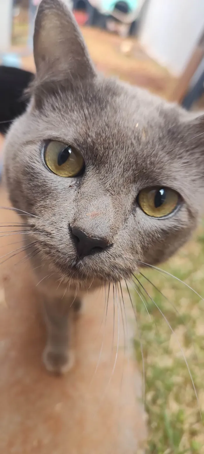Gato ra a SRD-ViraLata idade 1 ano nome Sturty