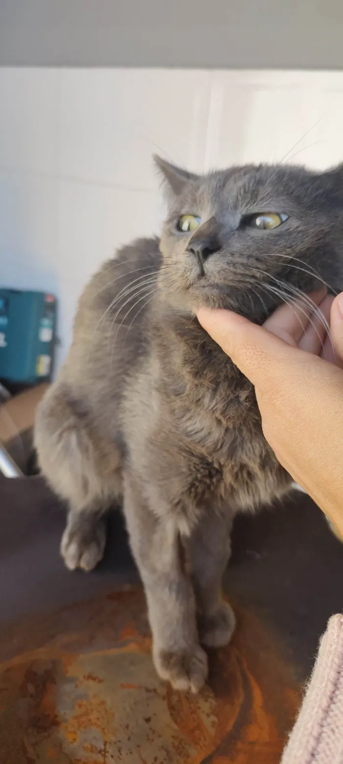 Gato ra a SRD-ViraLata idade 1 ano nome Sturty