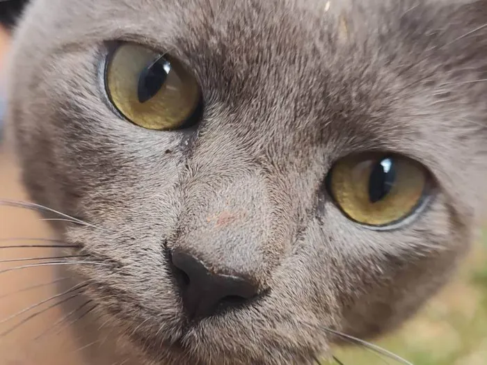 Gato ra a SRD-ViraLata idade 1 ano nome Sturty