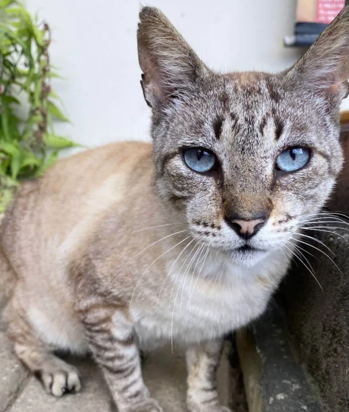 Gato ra a SRD-ViraLata idade 7 a 11 meses nome Sem nome