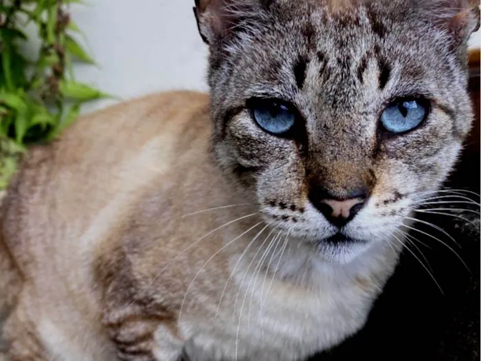 Gato ra a SRD-ViraLata idade 7 a 11 meses nome Sem nome