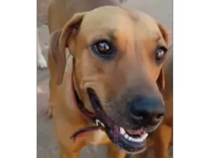 Cachorro raça SRD-ViraLata idade 2 anos nome Paquita 