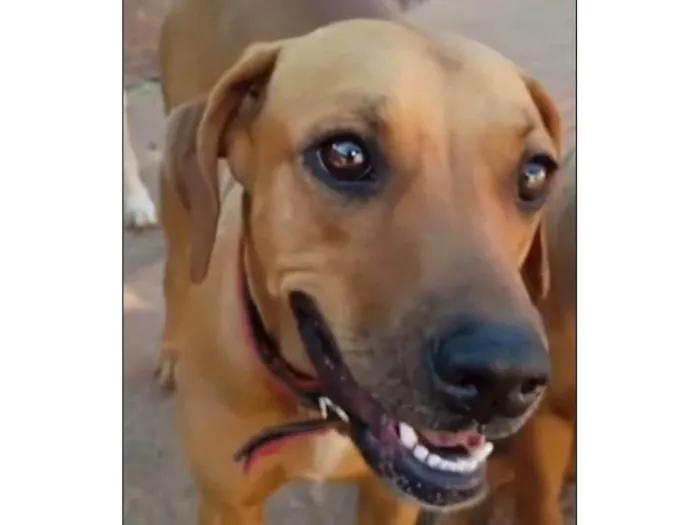 Cachorro ra a SRD-ViraLata idade 2 anos nome Paquita 