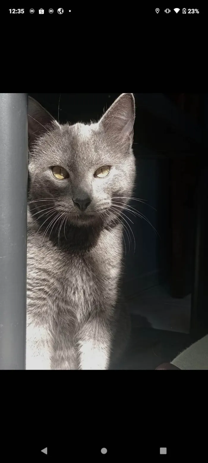 Gato ra a SRD-ViraLata idade 2 a 6 meses nome Basalto/fumaça 