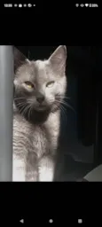 Basalto/fumaça