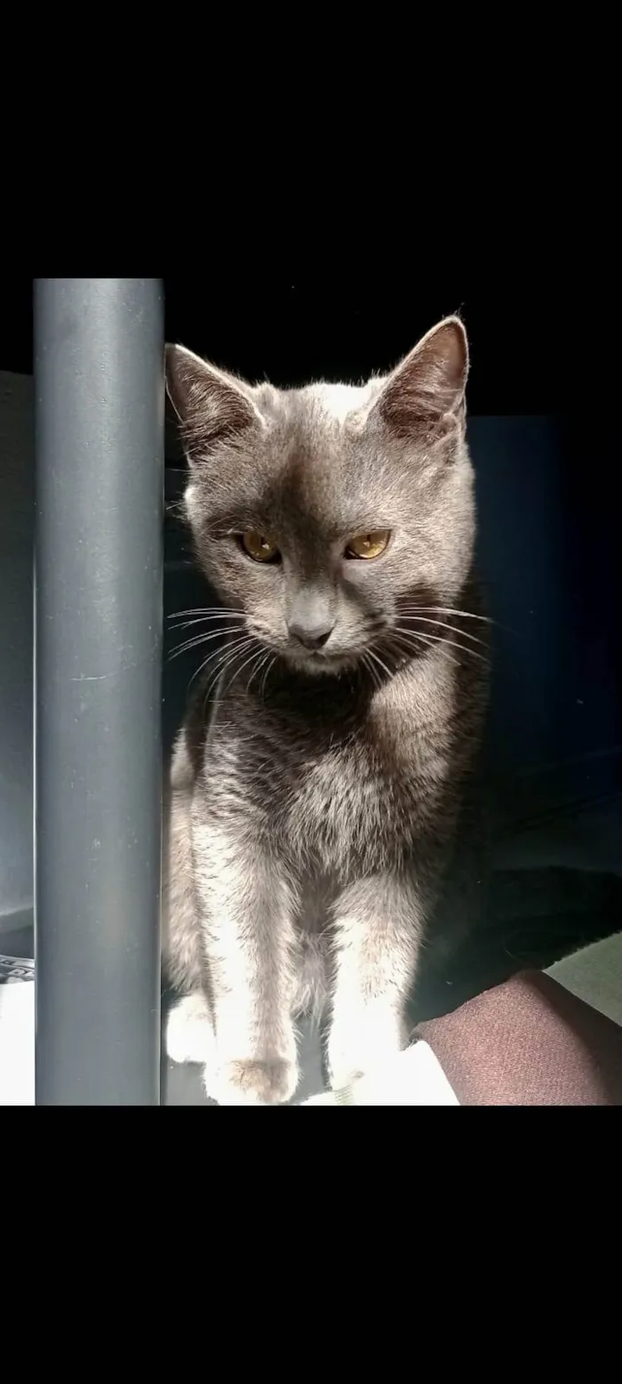 Gato ra a SRD-ViraLata idade 2 a 6 meses nome Basalto/fumaça 