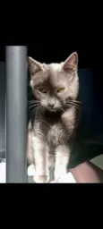 Basalto/fumaça