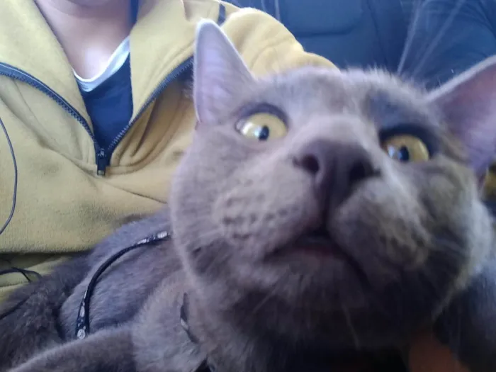 Gato ra a SRD-ViraLata idade 2 a 6 meses nome Basalto/fumaça 