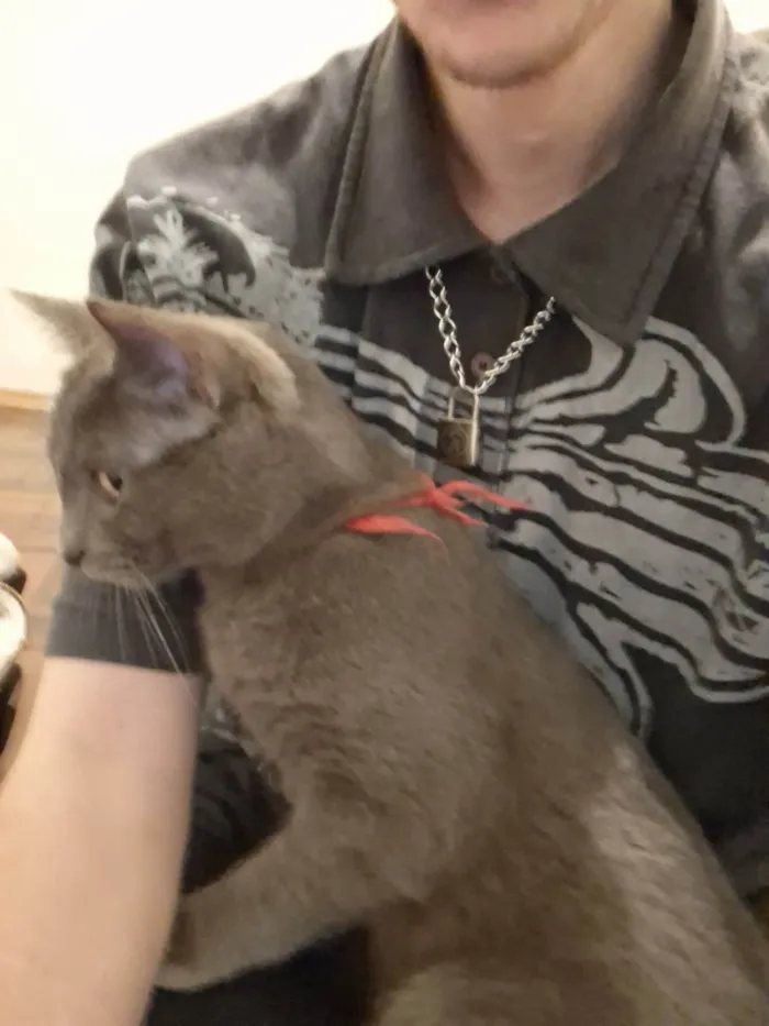 Gato ra a SRD-ViraLata idade 2 a 6 meses nome Basalto/fumaça 