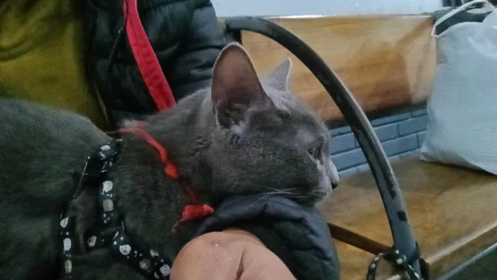 Gato ra a SRD-ViraLata idade 2 a 6 meses nome Basalto/fumaça 
