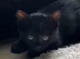 Ebony
