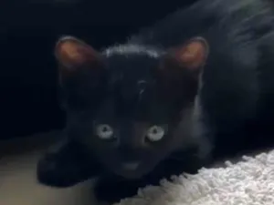 Gato raça SRD-ViraLata idade 2 a 6 meses nome Ebony