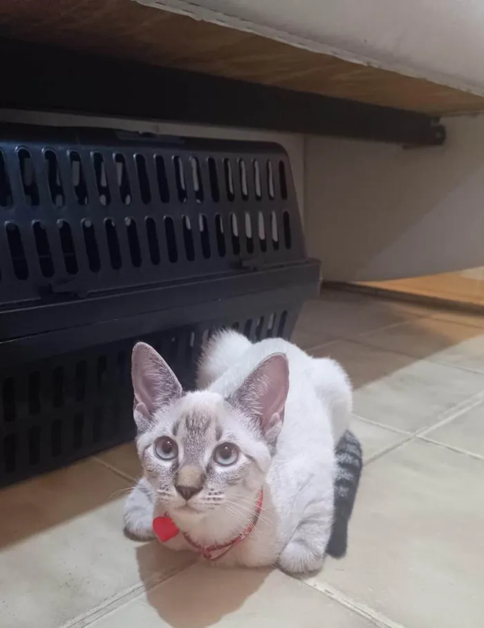 Gato ra a SRD-ViraLata idade 2 a 6 meses nome Dubu