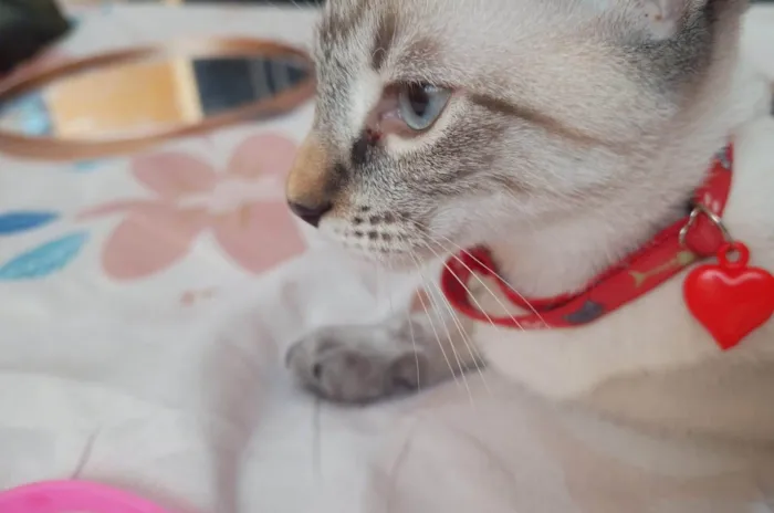 Gato ra a SRD-ViraLata idade 2 a 6 meses nome Dubu