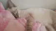 Dubu
