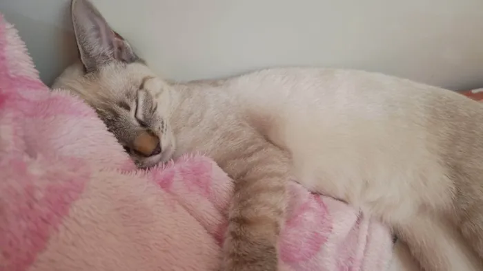 Gato ra a SRD-ViraLata idade 2 a 6 meses nome Dubu