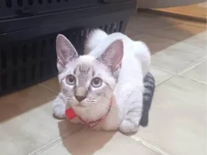 Gato raça SRD-ViraLata idade 2 a 6 meses nome Dubu