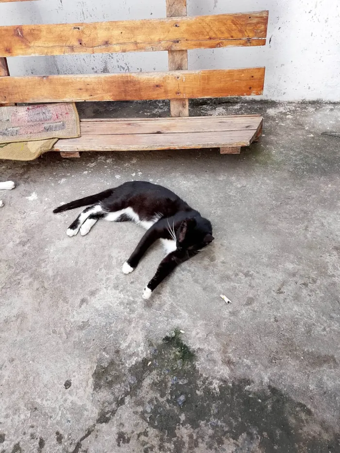 Gato ra a Exótico idade 7 a 11 meses nome Garçom 