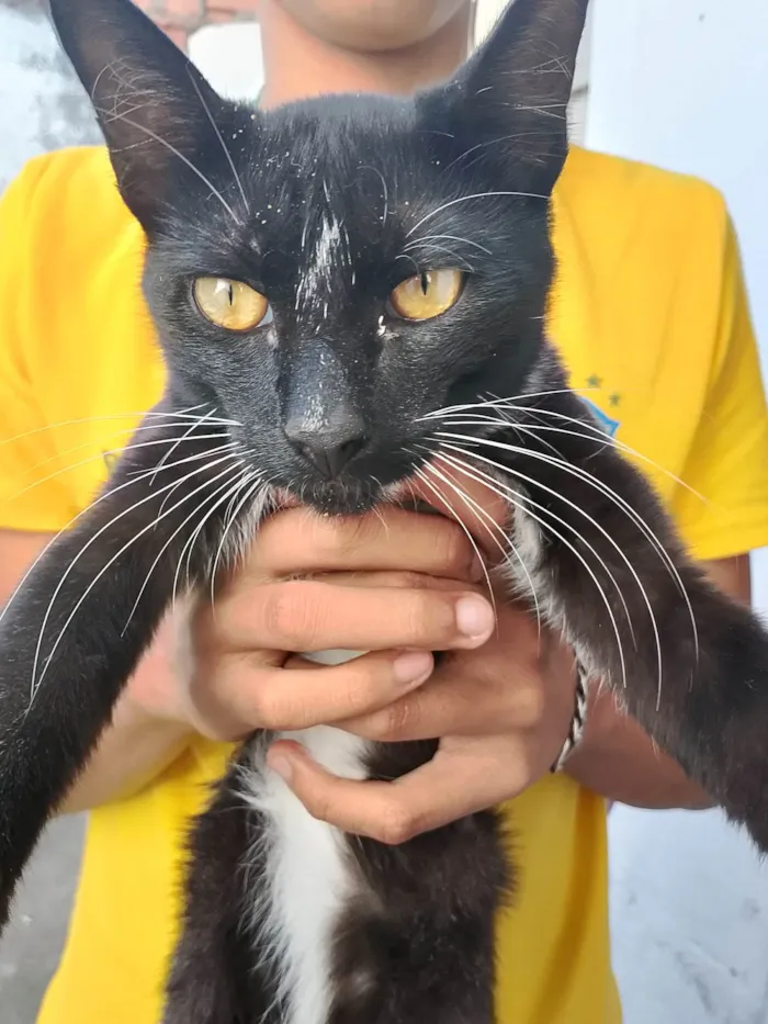 Gato ra a Exótico idade 7 a 11 meses nome Garçom 