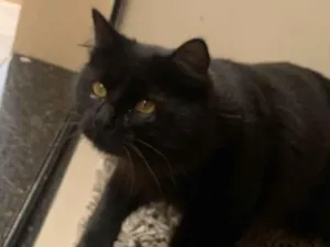 Gato raça Maine Coon idade 7 a 11 meses nome 99  