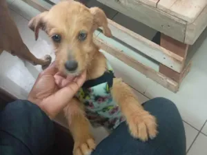 Cachorro raça SRD-ViraLata idade 2 a 6 meses nome Samantha