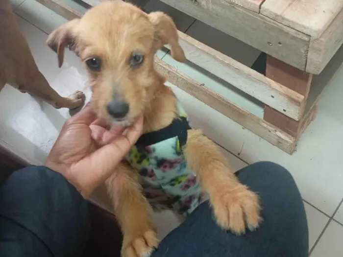 Cachorro ra a SRD-ViraLata idade 2 a 6 meses nome Samantha