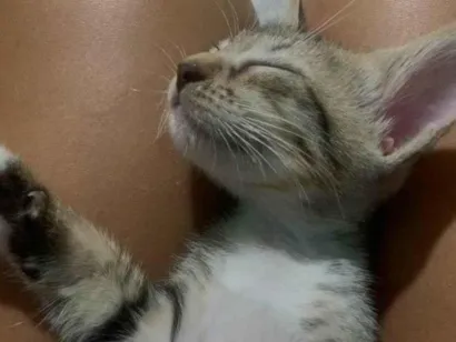 Gato raça SRD-ViraLata idade 7 a 11 meses nome Maria