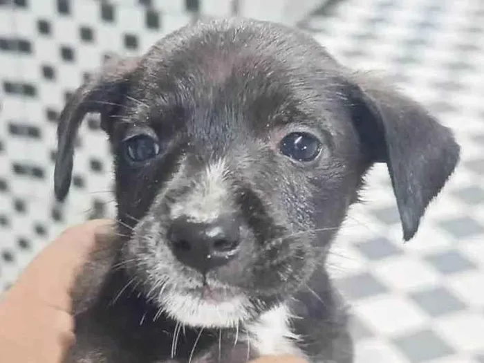 Cachorro ra a SRD-ViraLata idade Abaixo de 2 meses nome Nina, Princesa, Aurora, Tor, Bradoque e Caramelo