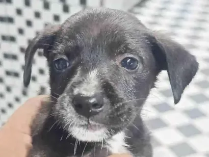 Cachorro raça SRD-ViraLata idade Abaixo de 2 meses nome Nina, Princesa, Aurora, Tor, Bradoque e Caramelo